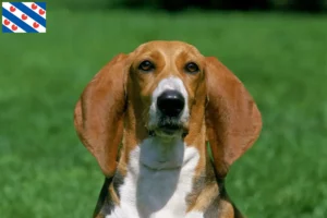 Lees meer over het artikel Basset Artésien Normand fokkers en pups in Friesland