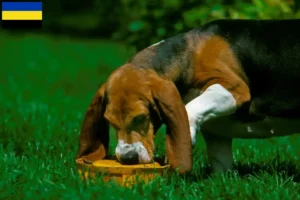 Lees meer over het artikel Basset Artésien Normand fokkers en pups in Gelderland