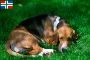 Lees meer over het artikel Basset Artésien Normand fokkers en pups in Groningen