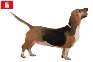 Lees meer over het artikel Basset Artésien Normand fokkers en pups in Hamburg