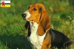 Lees meer over het artikel Basset Artésien Normand fokkers en pups in Limburg