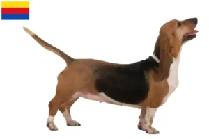 Lees meer over het artikel Basset Artésien Normand fokkers en pups in Noord-Holland