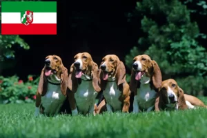 Lees meer over het artikel Basset Artésien Normand fokkers en pups in Noordrijn-Westfalen