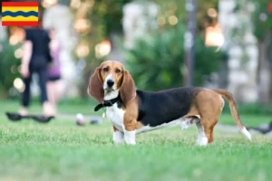 Lees meer over het artikel Basset Artésien Normand fokkers en pups in Overijssel