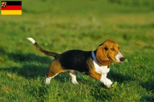 Lees meer over het artikel Basset Artésien Normand fokkers en pups in Rijnland-Palts