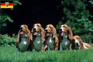 Lees meer over het artikel Basset Artésien Normand fokkers en pups in Saarland