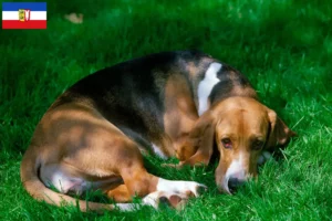 Lees meer over het artikel Basset Artésien Normand fokkers en pups in Sleeswijk-Holstein