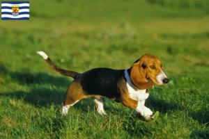 Lees meer over het artikel Basset Artésien Normand fokkers en pups in Zeeland