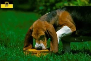 Lees meer over het artikel Basset Artésien Normand fokkers en pups in Baden-Württemberg