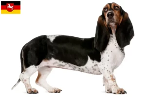 Lees meer over het artikel Basset Artésien Normand fokkers en pups in Nedersaksen
