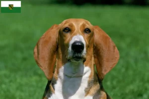 Lees meer over het artikel Basset Artésien Normand fokkers en pups in Saksen