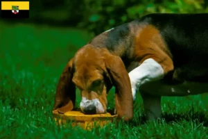 Lees meer over het artikel Basset Artésien Normand fokkers en pups in Saksen-Anhalt