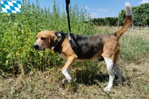 Lees meer over het artikel Beagle Harrier fokkers en pups in Beieren