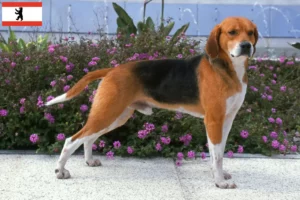 Lees meer over het artikel Beagle Harrier fokkers en pups in Berlijn
