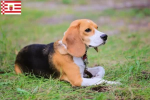Lees meer over het artikel Beagle Harrier fokkers en pups in Bremen