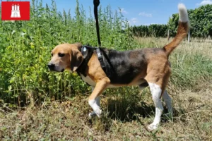 Lees meer over het artikel Beagle Harrier fokkers en pups in Hamburg