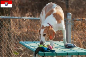 Lees meer over het artikel Beagle Harrier fokkers en pups in Hessen