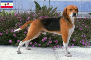 Lees meer over het artikel Beagle Harrier fokkers en pups in Mecklenburg-Vorpommern