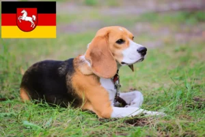 Lees meer over het artikel Beagle Harrier fokkers en pups in Nedersaksen