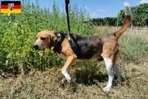 Lees meer over het artikel Beagle Harrier fokkers en pups in Saarland