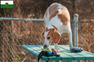 Lees meer over het artikel Beagle Harrier fokkers en pups in Saksen