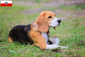 Lees meer over het artikel Beagle Harrier fokkers en pups in Thüringen