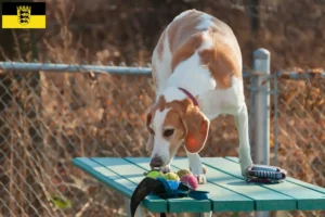 Lees meer over het artikel Beagle Harrier fokkers en pups in Baden-Württemberg