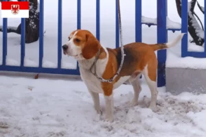 Lees meer over het artikel Beagle Harrier fokkers en pups in Brandenburg