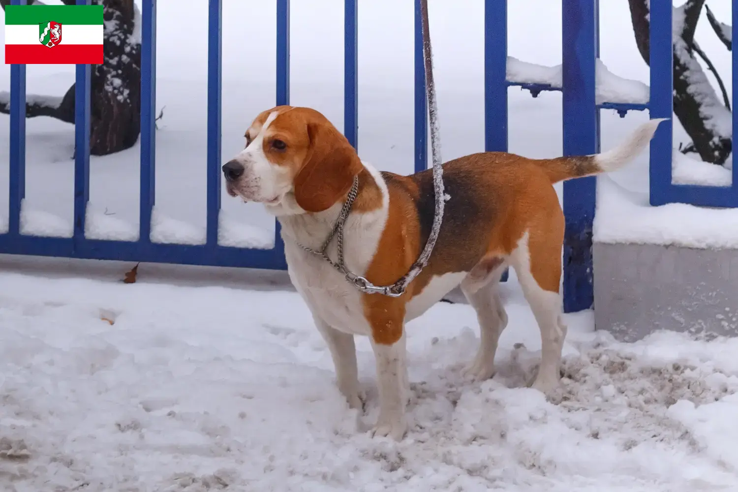Lees meer over het artikel Beagle Harrier fokkers en pups in Noordrijn-Westfalen