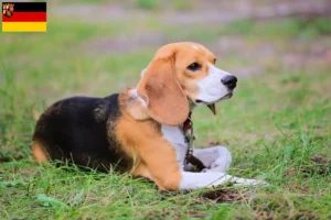 Lees meer over het artikel Beagle Harrier fokkers en pups in Rijnland-Palts