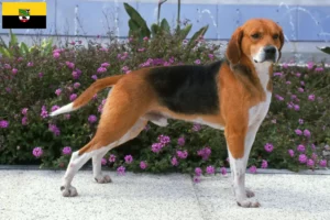 Lees meer over het artikel Beagle Harrier fokkers en pups in Saksen-Anhalt