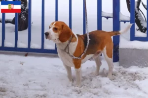 Lees meer over het artikel Beagle Harrier fokkers en pups in Sleeswijk-Holstein