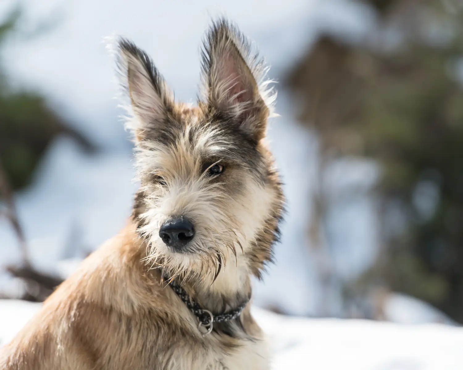 Een Berger de Picardie puppy kopen betekent verantwoordelijkheid nemen! Koop Berger de Picardie puppies.
