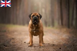 Lees meer over het artikel Boerboel fokkers en puppies in Groot-Brittannië