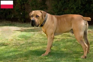 Lees meer over het artikel Boerboel fokkers en pups in Polen