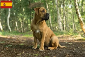 Lees meer over het artikel Boerboel fokkers en puppies in Spanje