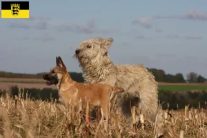 Lees meer over het artikel Bouvier des Ardennes fokkers en pups in Baden-Württemberg