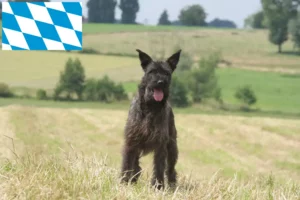Lees meer over het artikel Bouvier des Ardennes fokkers en pups in Beieren