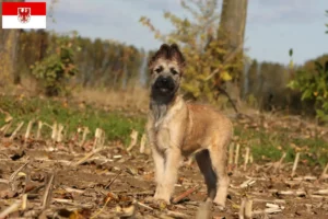 Lees meer over het artikel Bouvier des Ardennes fokkers en pups in Brandenburg