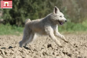 Lees meer over het artikel Bouvier des Ardennes fokkers en pups in Bremen