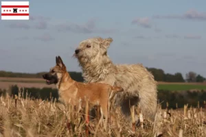 Lees meer over het artikel Bouvier des Ardennes fokkers en pups in Drenthe