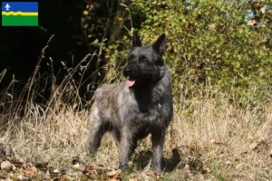 Lees meer over het artikel Bouvier des Ardennes fokkers en pups in Flevoland