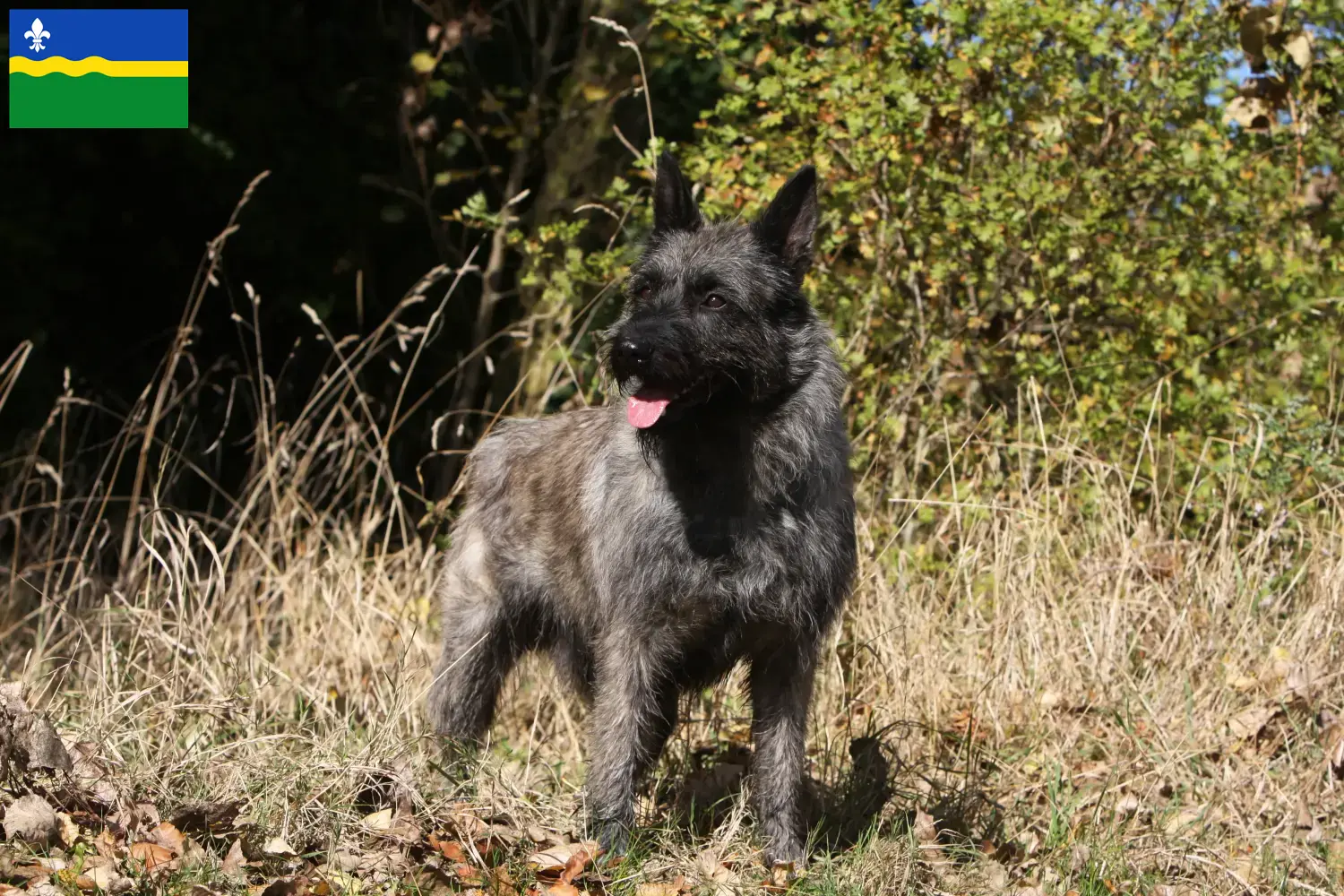 Bouvier des Ardennes pups en fokkers Flevoland Zoek Bouvier des Ardennes fokkers in Flevoland.
