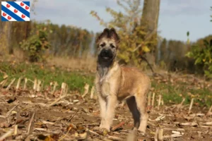 Lees meer over het artikel Bouvier des Ardennes fokkers en pups in Friesland