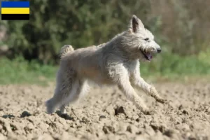 Lees meer over het artikel Bouvier des Ardennes fokkers en pups in Gelderland