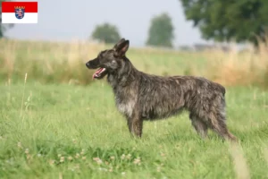 Lees meer over het artikel Bouvier des Ardennes fokkers en pups in Hessen