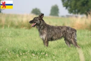 Lees meer over het artikel Bouvier des Ardennes fokkers en pups in Limburg