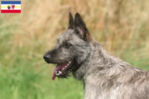 Lees meer over het artikel Bouvier des Ardennes fokkers en pups in Mecklenburg-Vorpommern