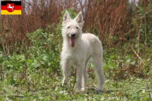 Lees meer over het artikel Bouvier des Ardennes fokkers en pups in Nedersaksen