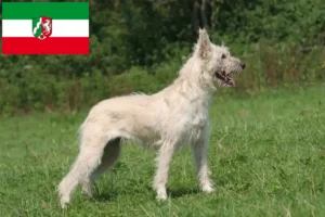Lees meer over het artikel Bouvier des Ardennes fokkers en pups in Noordrijn-Westfalen